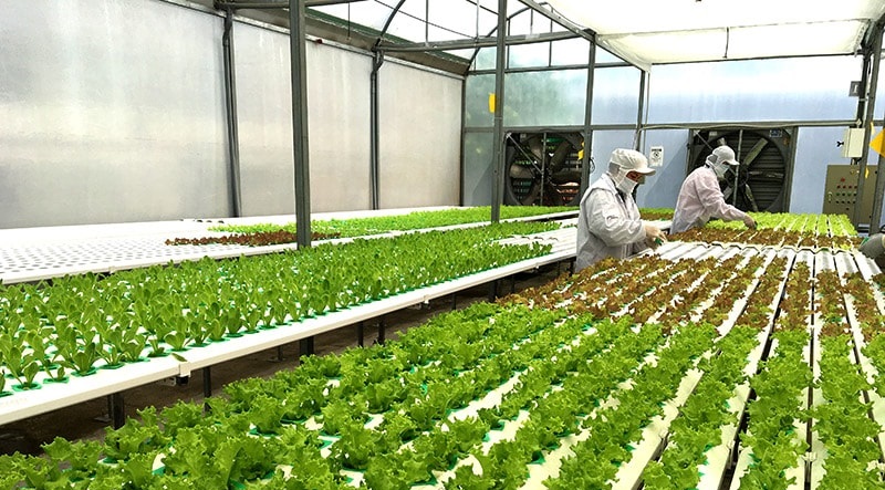 Ứng dụng khoa học công nghệ trong phát triển kinh tế địa phương