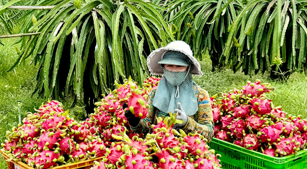 Số hoá trong truy xuất nguồn gốc sản phẩm OCOP