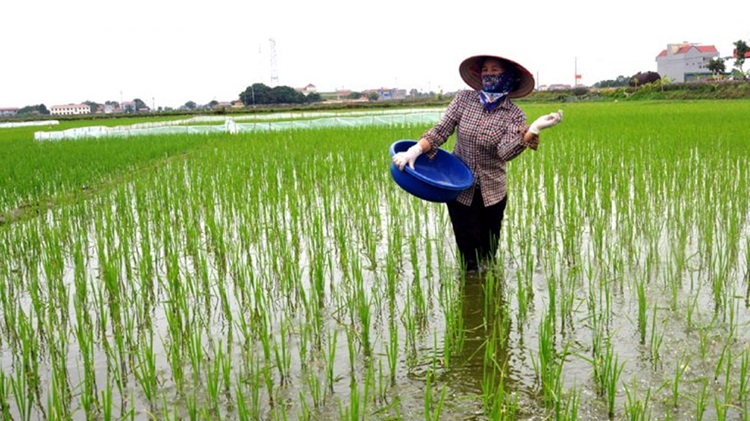 Hải Dương: Gieo trồng 63.000ha lúa, rau màu trong vụ Đông Xuân