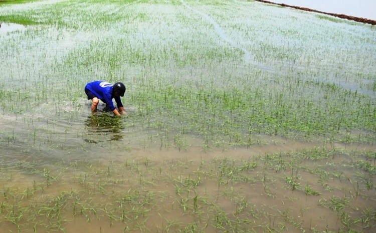 Mưa lũ khiến nhiều diện tích lúa ở Long An bị thiệt hại