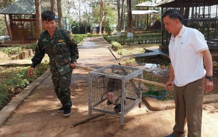 Gia Lai: Bàn giao nhiều cá thể động vật nguy cấp thả về tự nhiên