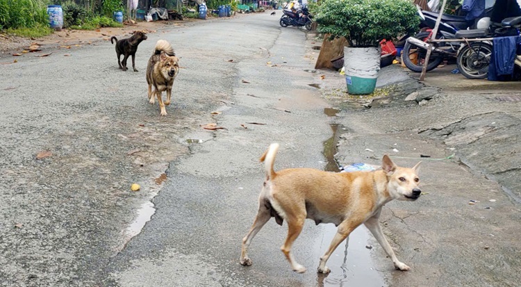 Bình Thuận: Chó dại tấn công 3 người dân