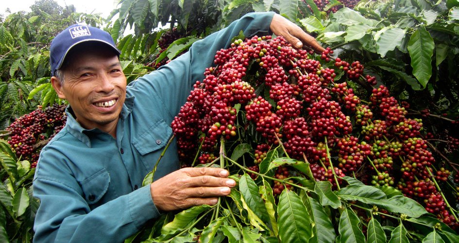 Kon Tum: Tập trung phát triển nông sản chủ lực