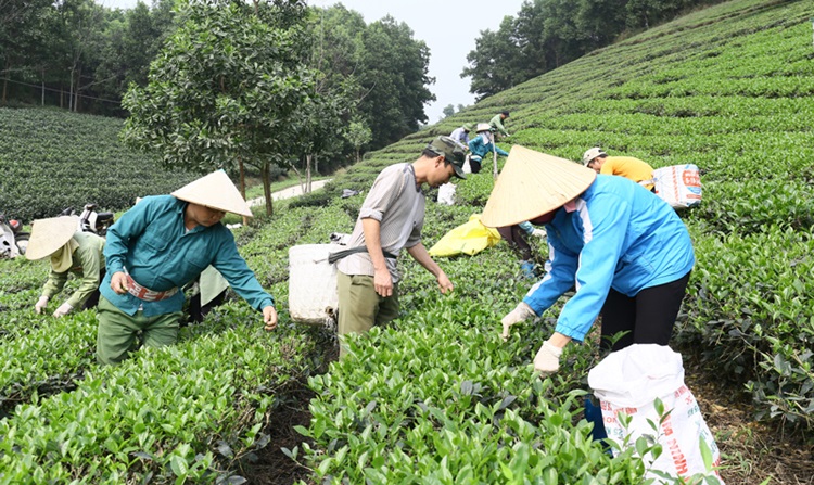 Thúc đẩy phát triển vùng chè theo hướng bền vững