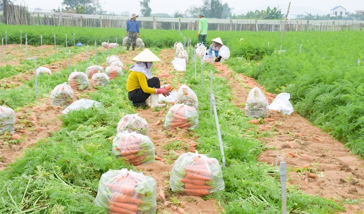 Hàng trăm nghìn tấn rau củ cung ứng ra thị trường Tết Nguyên đán