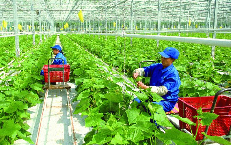 Nông nghiệp Ninh Bình tạo đột phá từ chuyển đổi số