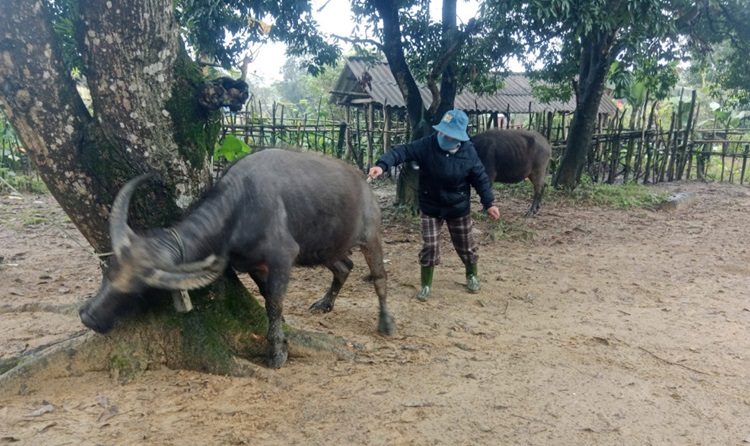 Kon Tum: Phát hiện nhiều trâu, bò bị chết