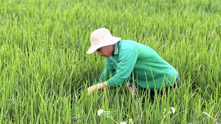 Vĩnh Long: Gia tăng sâu bệnh gây hại trên lúa Đông Xuân