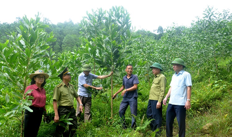 Tỷ lệ che phủ rừng ở Tuyên Quang đạt hơn 65%