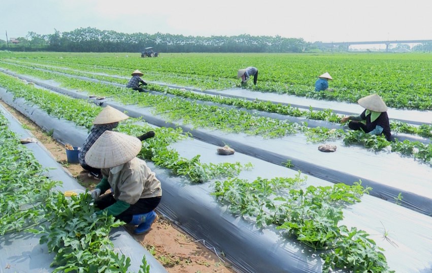 Thái Bình: Thúc đẩy phát triển nông nghiệp xanh