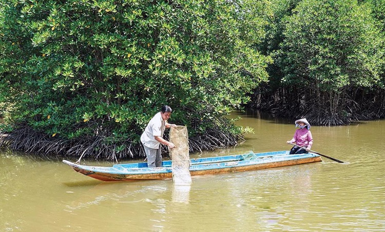 Trà Vinh đẩy mạnh mô hình nuôi trồng thuỷ sản dưới tán rừng ngập mặn