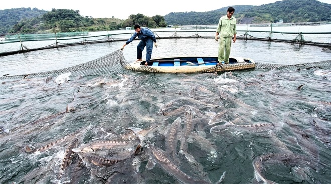 Hiệu quả kinh tế từ mô hình nuôi cá nước lạnh