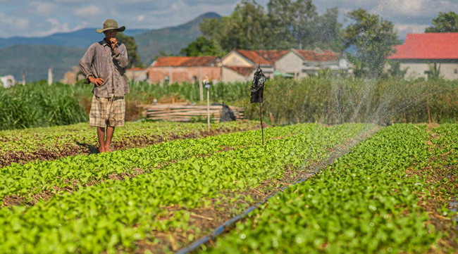 Sản xuất nông nghiệp thích ứng hiệu quả với hạn mặn