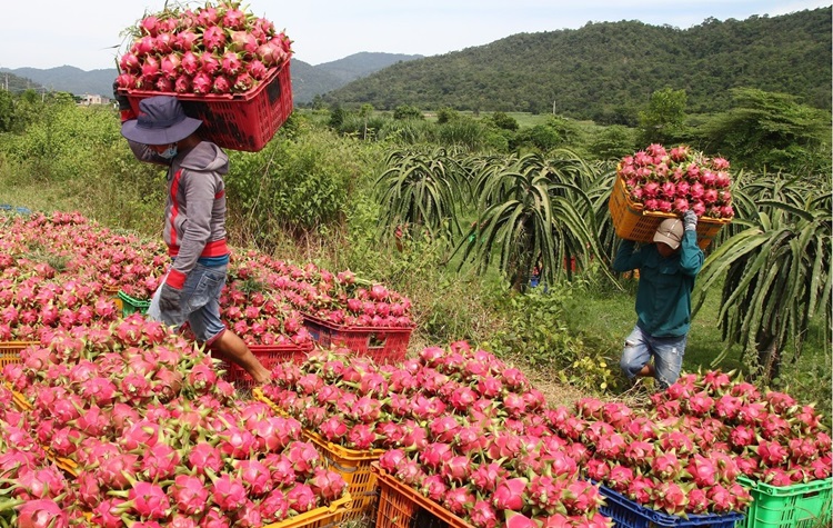  Nhu cầu tiêu thụ tăng, thanh long được giá