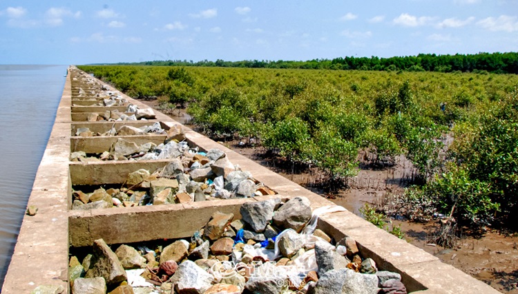 Trà Vinh mở rộng, phát triển diện tích rừng