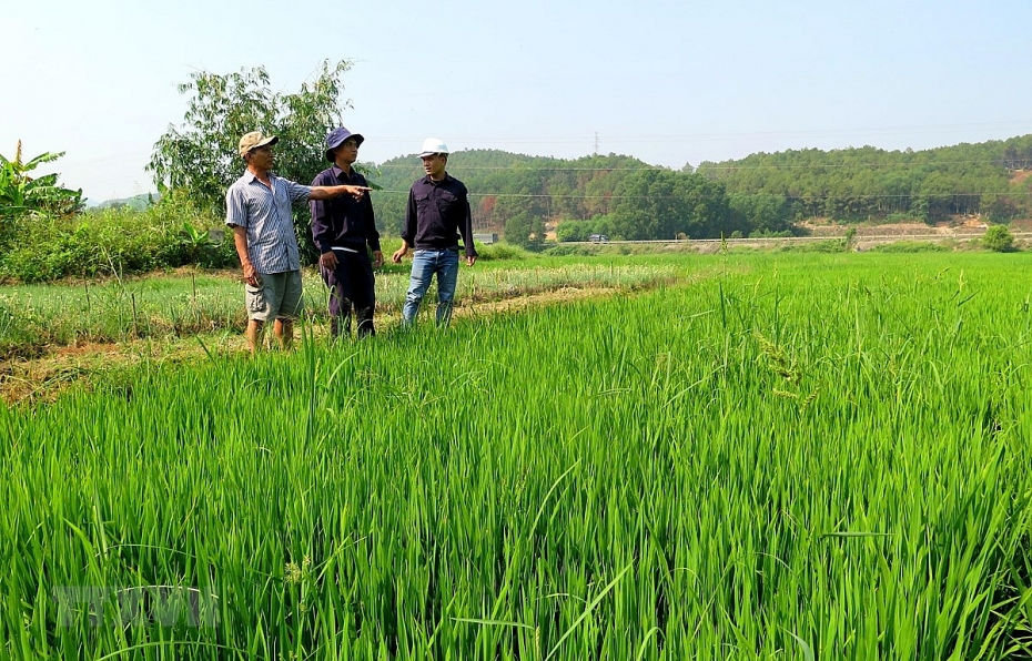 Ứng dụng AI trong cảnh báo sâu bệnh hại lúa