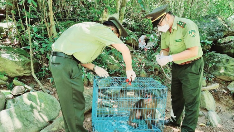 Tăng cường giám sát, bảo vệ động vật quý hiếm dịp Tết Nguyên đán