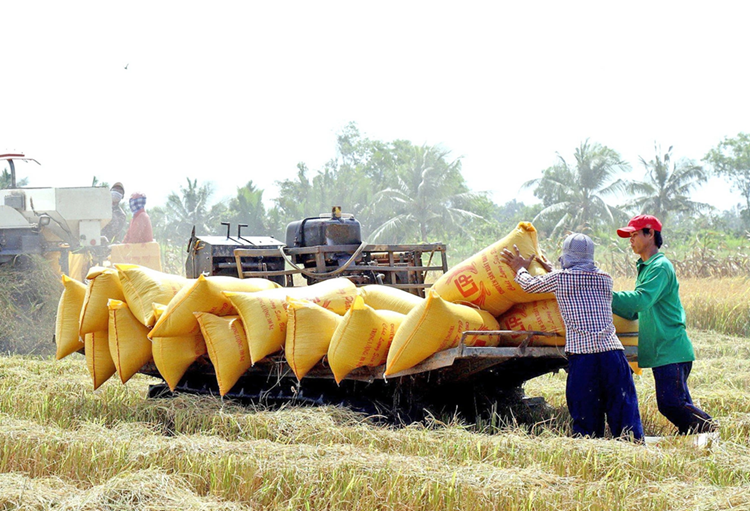 Huy động nguồn lực triển khai hiệu quả đề án 1 triệu ha lúa chất lượng cao, phát thải thấp