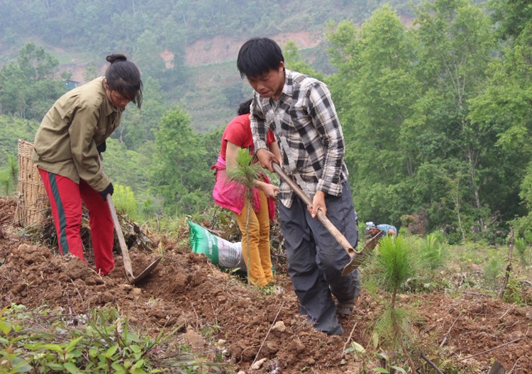 Cao Bằng trồng mới gần 1.500 ha rừng