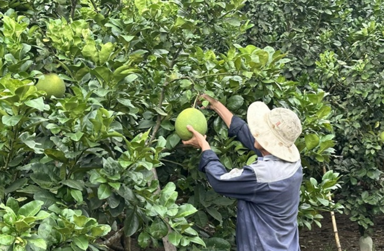 Tuyên Hóa (Quảng Bình): Nỗ lực đẩy mạnh phát triển kinh tế-xã hội toàn diện