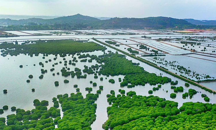 Cơ sở pháp lý quan trọng thúc đẩy bảo tồn, ngăn chặn suy giảm đa dạng sinh học