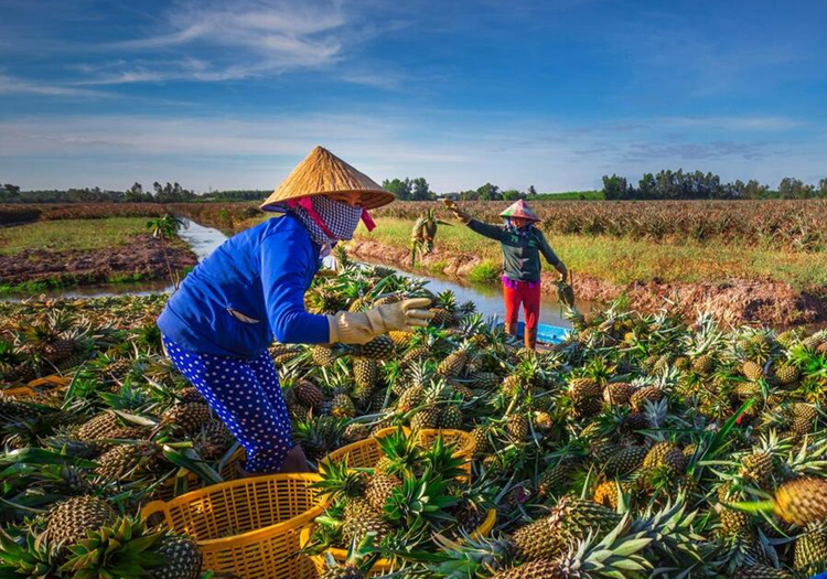 Vùng ĐBSCL: Khuyến khích xây dựng các nhà máy chế biến nông, lâm, thủy sản