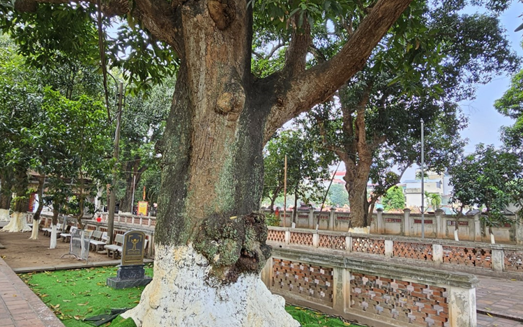 [Cây Di sản Việt Nam] Cây Di sản chùa Láng – Giữ hồn thiêng làng Việt xưa trong lòng phố hiện đại