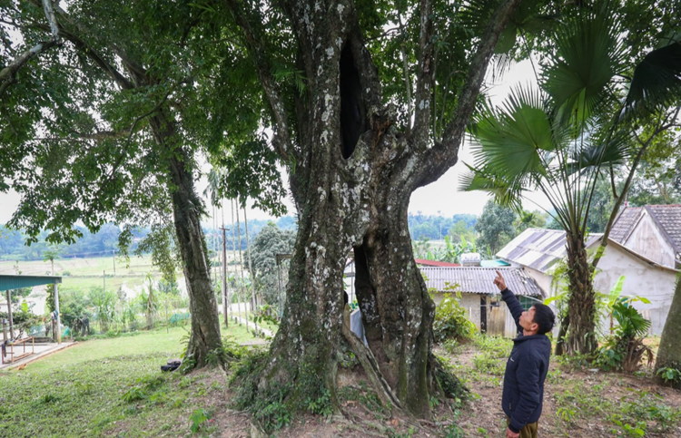 [Cây Di sản Việt Nam] Chuyện về “cây thị ăn thề” hơn 700 năm tuổi gắn với sự tích “cứu vua Lê Lợi”