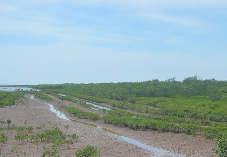 Lập mới và quản lý hiệu quả các khu Ramsar, khu bảo tồn đất ngập nước