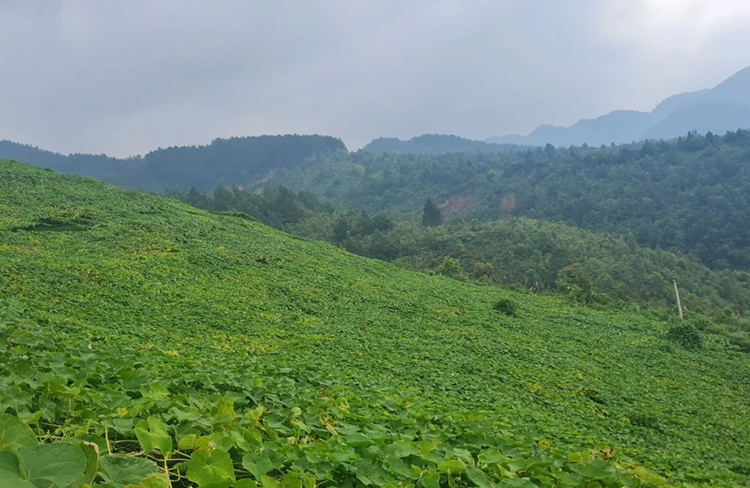 Hướng phát triển nông nghiệp vùng trung du và miền núi phía Bắc