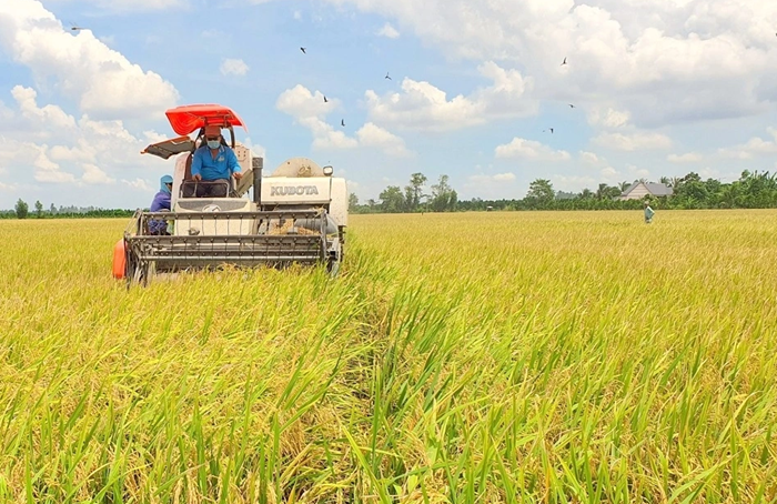 [Đề án 1 triệu ha lúa chất lượng cao] Hiệu quả thế nào?