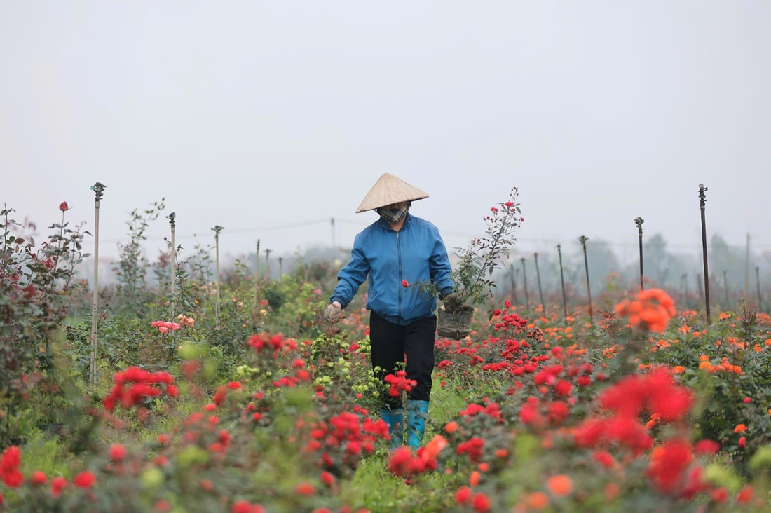 [Photo Story] Vùng hoa Mê Linh tất bật dịp 8/3