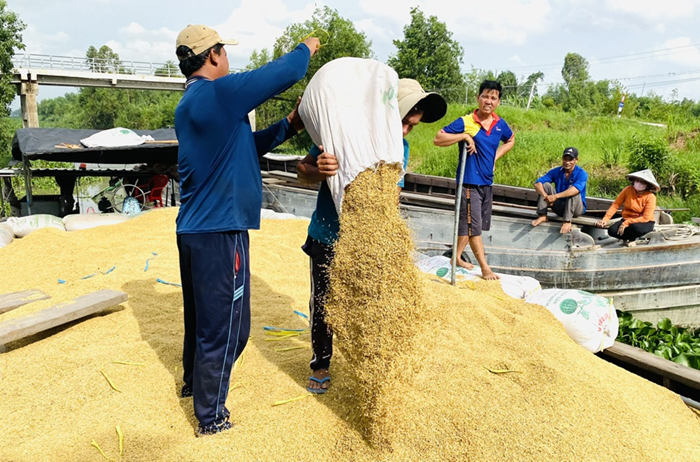 Thị trường lúa gạo: Việt Nam đủ năng lực ứng phó biến động giá