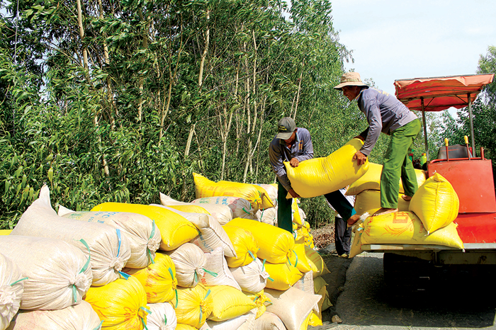 Khẩn trương kiểm tra, đánh giá đúng thực trạng thị trường lúa gạo