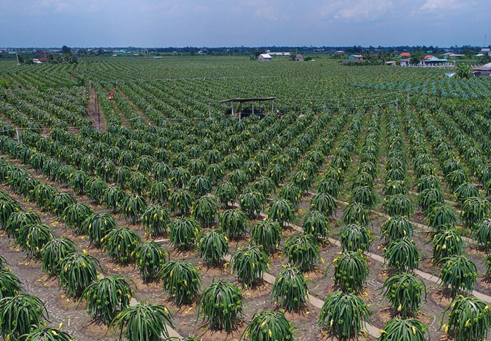 Long An cần khoanh định vùng sản xuất nông nghiệp tập trung