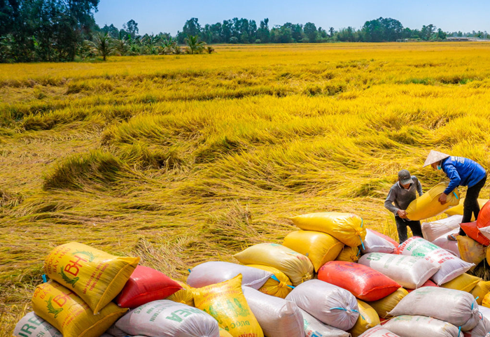 Thúc đẩy sản xuất nông nghiệp, bảo đảm an ninh lương thực và năng lượng quốc gia
