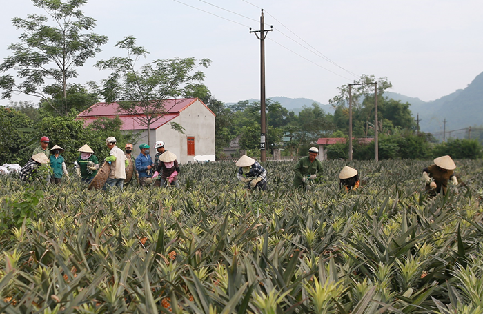 Vai trò của nông nghiệp trong giảm phát thải, bảo vệ môi trường