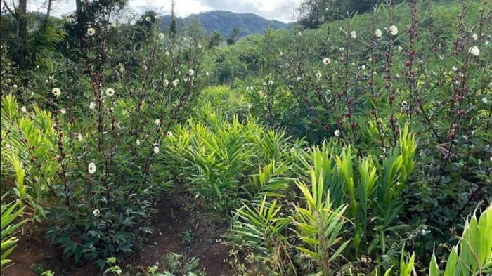 Không trồng, thu hoạch cây dược liệu ở một số khu vực rừng