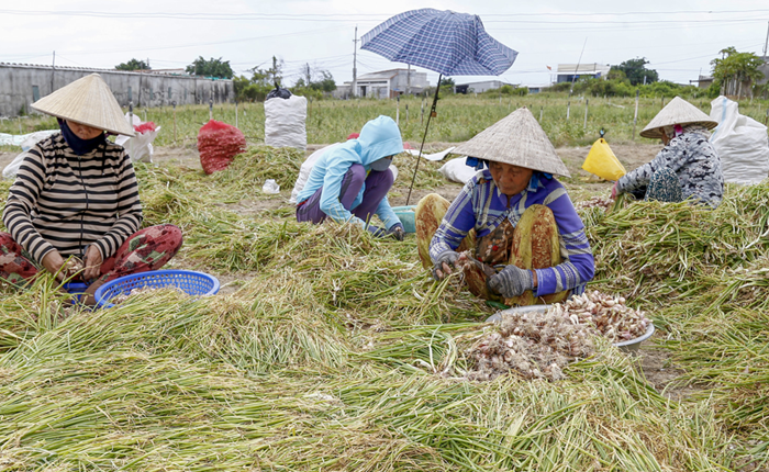 Phó Thủ tướng Hồ Đức Phớc làm Trưởng Ban Chỉ đạo Tổng điều tra nông thôn, nông nghiệp