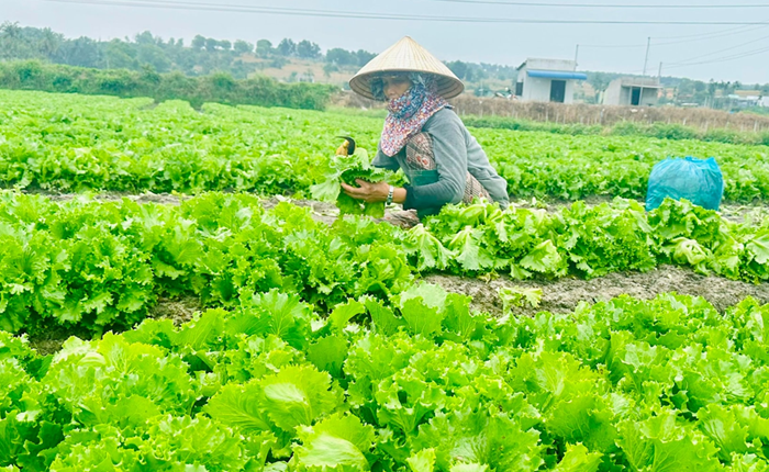 Phân cấp quản lý chất lượng an toàn thực phẩm nông lâm thủy sản