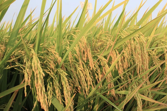 Sắp có ‘Đề án sản xuất trồng trọt phát thải thấp’