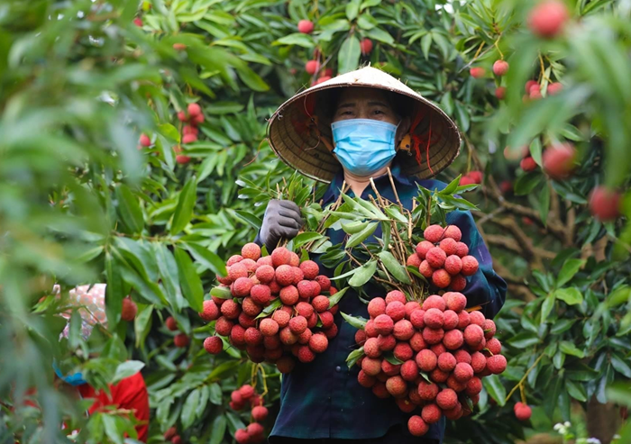 Sản xuất nông nghiệp và công nghiệp 6 tháng đầu năm ghi nhận nhiều tích cực